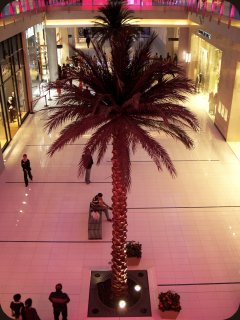 There are of course the ubiquitous palm trees