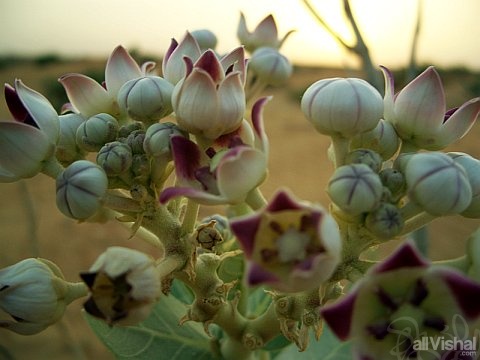 desert flowers