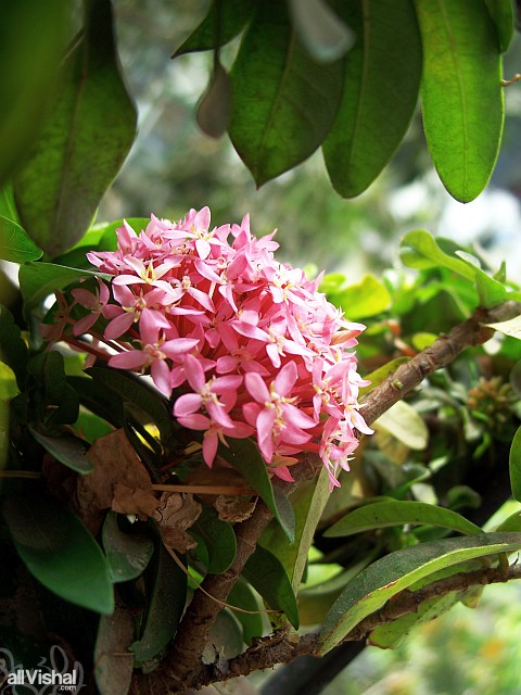 Small pink flowers at my uncle and aunt's place. Don't know what they're called, but they're quite common
