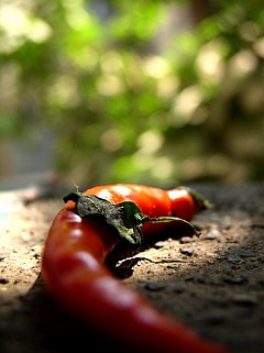 Photo of a ripe red chilli in dappled sunlight