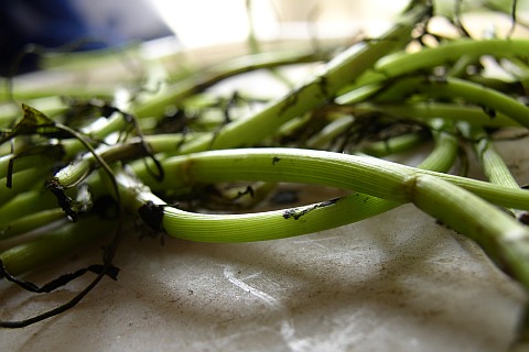 Photo of discarded stems of cilantro
