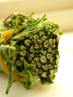 Photo of a cross-sectioned bunch of stems of parsley