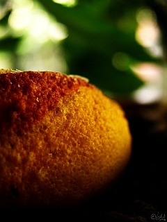 Photo of a half-dry orange skin against a backdrop of dark-leaved bushes