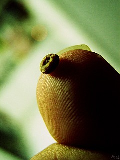 Super-macro photo of an unknown seed placed on the thumb
