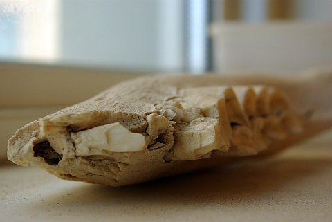 a piece of a camel's jaw I found washed up on a beach once