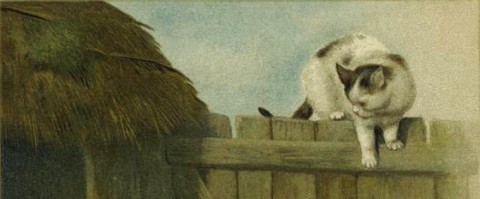Image of a white cat on a fence, looking down