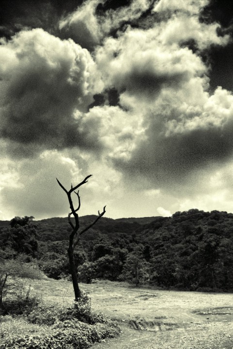 A tree stump in Borivali National Park, Mumbai, overlooked by the Kanheri caves, under a cloudy sky in black and white A tree stump in Borivali National Park, Mumbai, overlooked by the Kanheri caves, under a cloudy sky in black and white