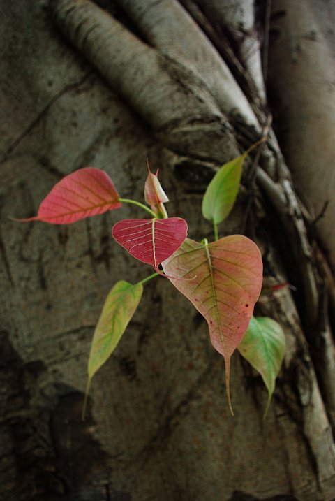 young peepal leaves growing out of the bark of a large tree