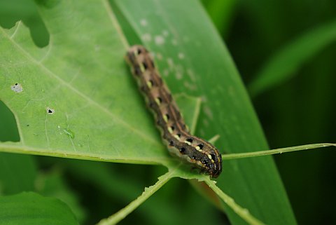 macro of a caterpillar on a mostly-eaten leaf