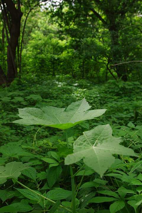 large leaves catch the sun and a few raindrops