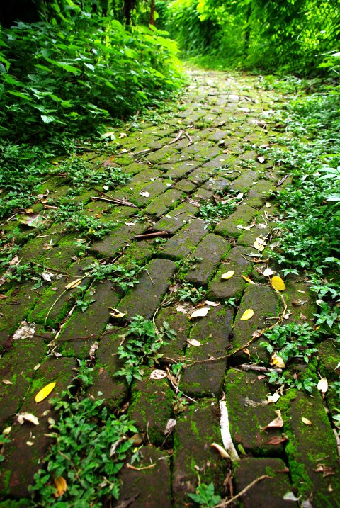 twisting brick pathway through the foliage, strewn with moss and leaves