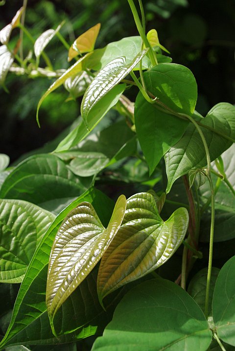 more young leaves of a creeper