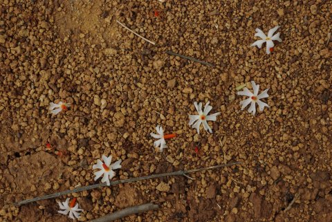 Parijat Flowers