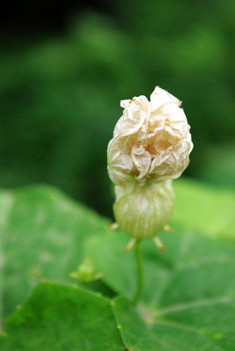 closed flowerbud of a gourd plant