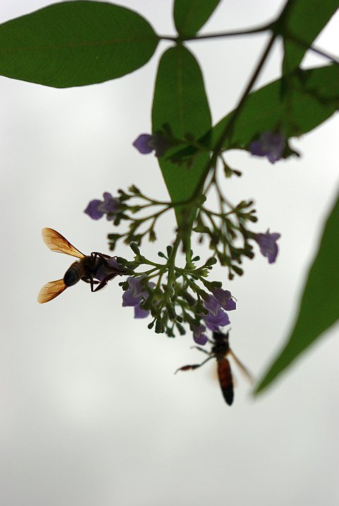 bees feed on the nectar of flowers