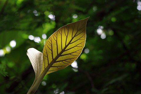 sunlight pokes through the thick canopy and hits two young leaves