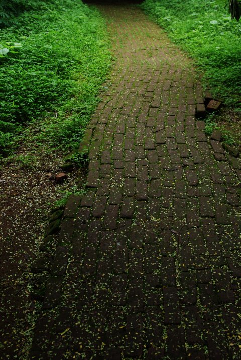 another mossy, twisting pathway