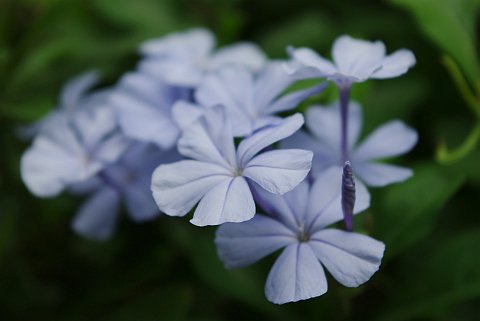 blue flowers