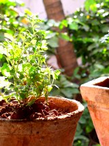 Plant