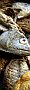 Dry Fish