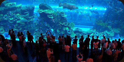 The Dubai Mall Aquarium, home to over 33,000 creatures and tourists.