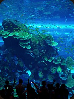 A close up of the reef structures within the Dubai Mall Aquarium
