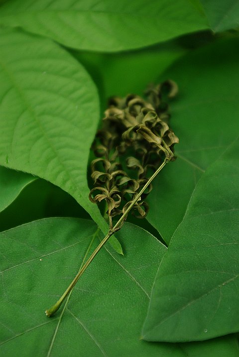 a sprig of dry leaves resting on fresh ones