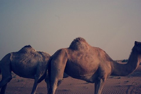 Two Camels - cross-processed in the GIMP